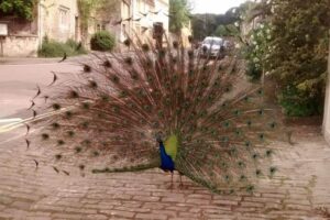 Peacock in Corsham